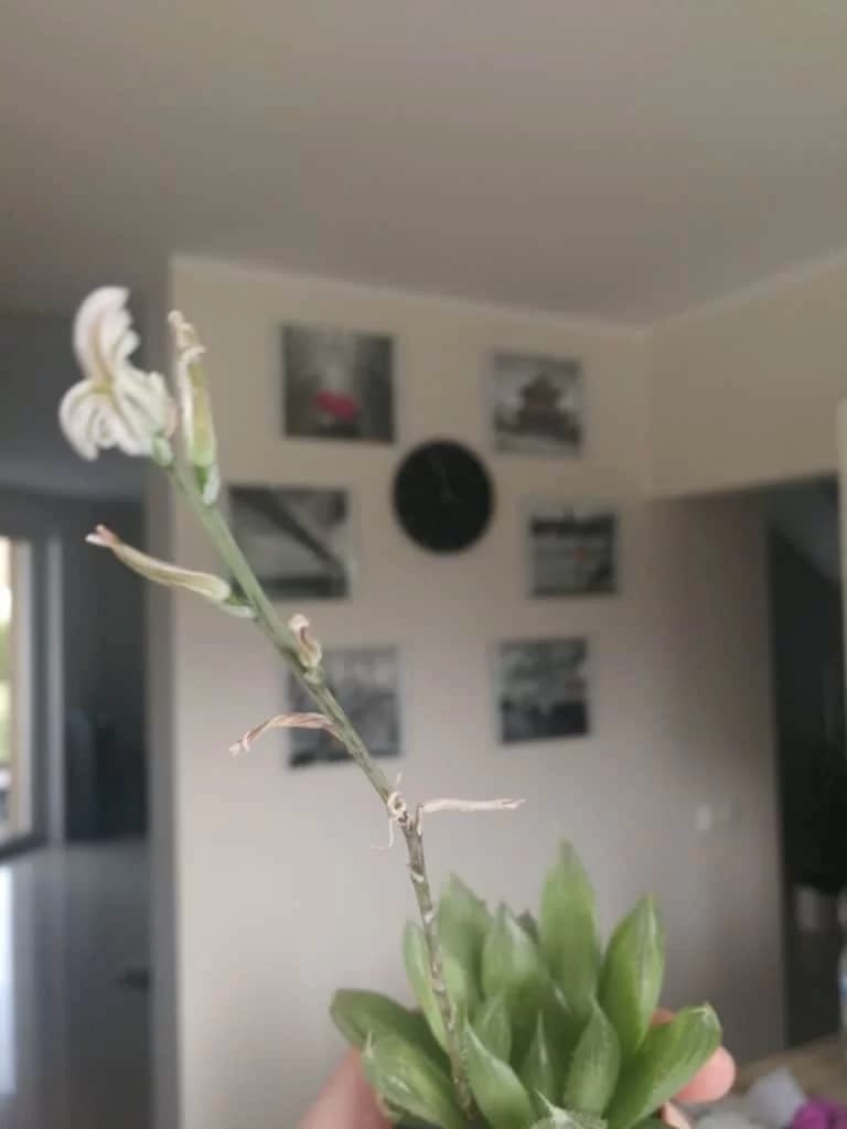 Blooming haworthia
