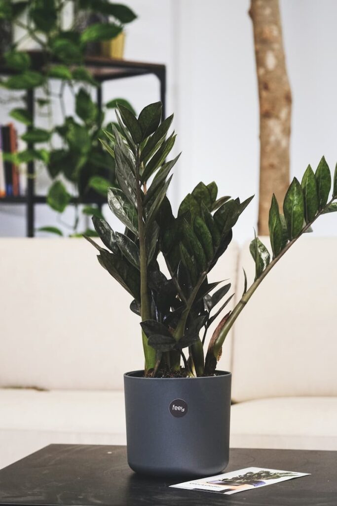 ZZ Plant care
