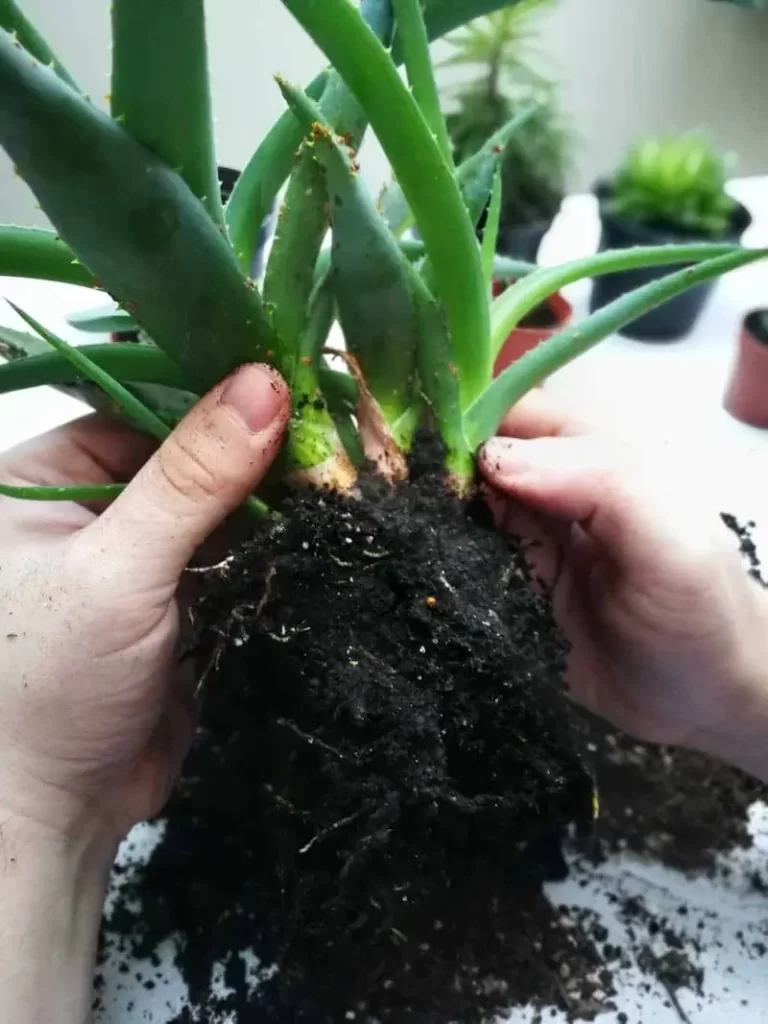 How to repot aloe vera