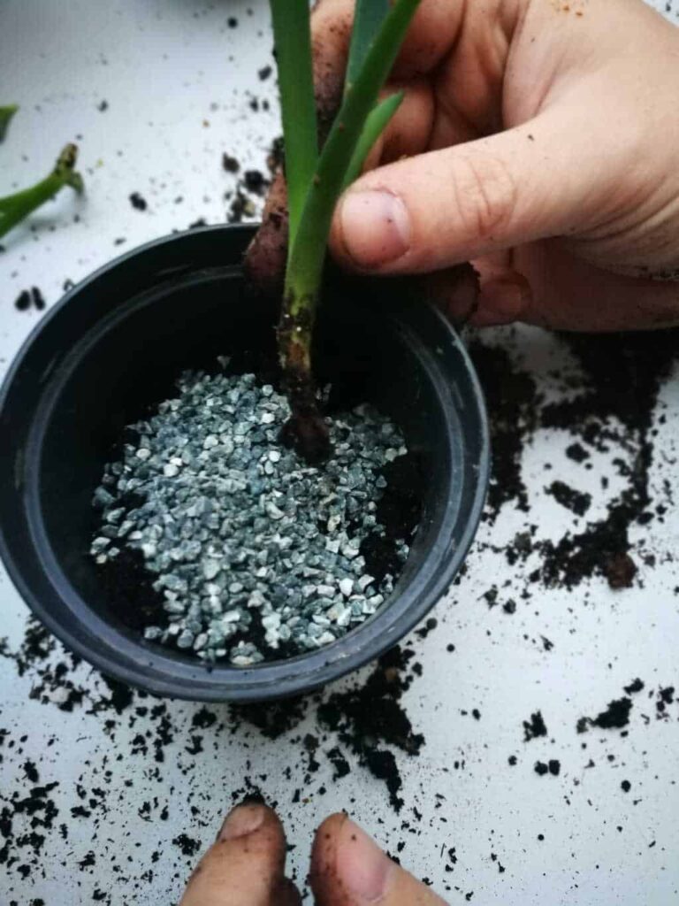 Repotting aloe vera