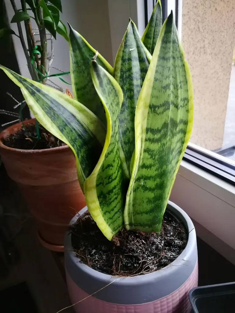 Snake Plant (Sansevieria trifasciata) - cultivation and care 1 Snake plant sansevieria near windowsill