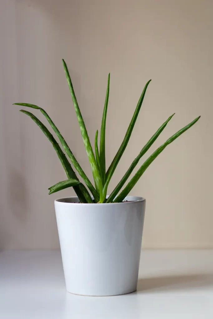 How to care for aloe vera at home? 5 easy tips for watering, pruning etc ... 1 Well-kept aloe vera in a pot