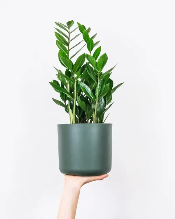 Soil for zz plant
