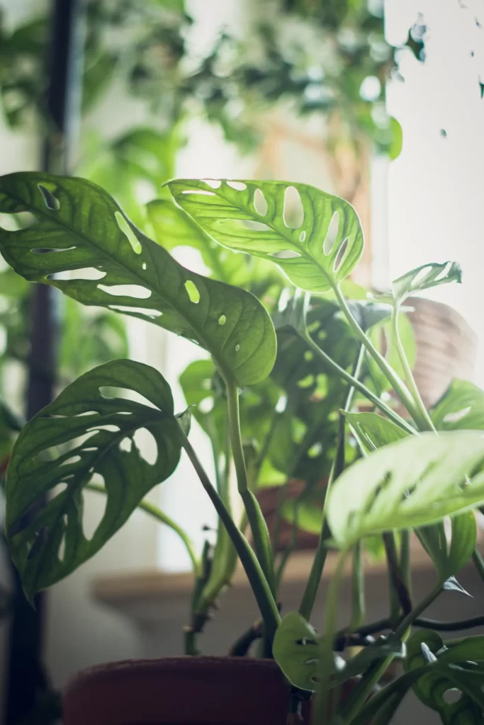 Re-potted monstera with big green leafs