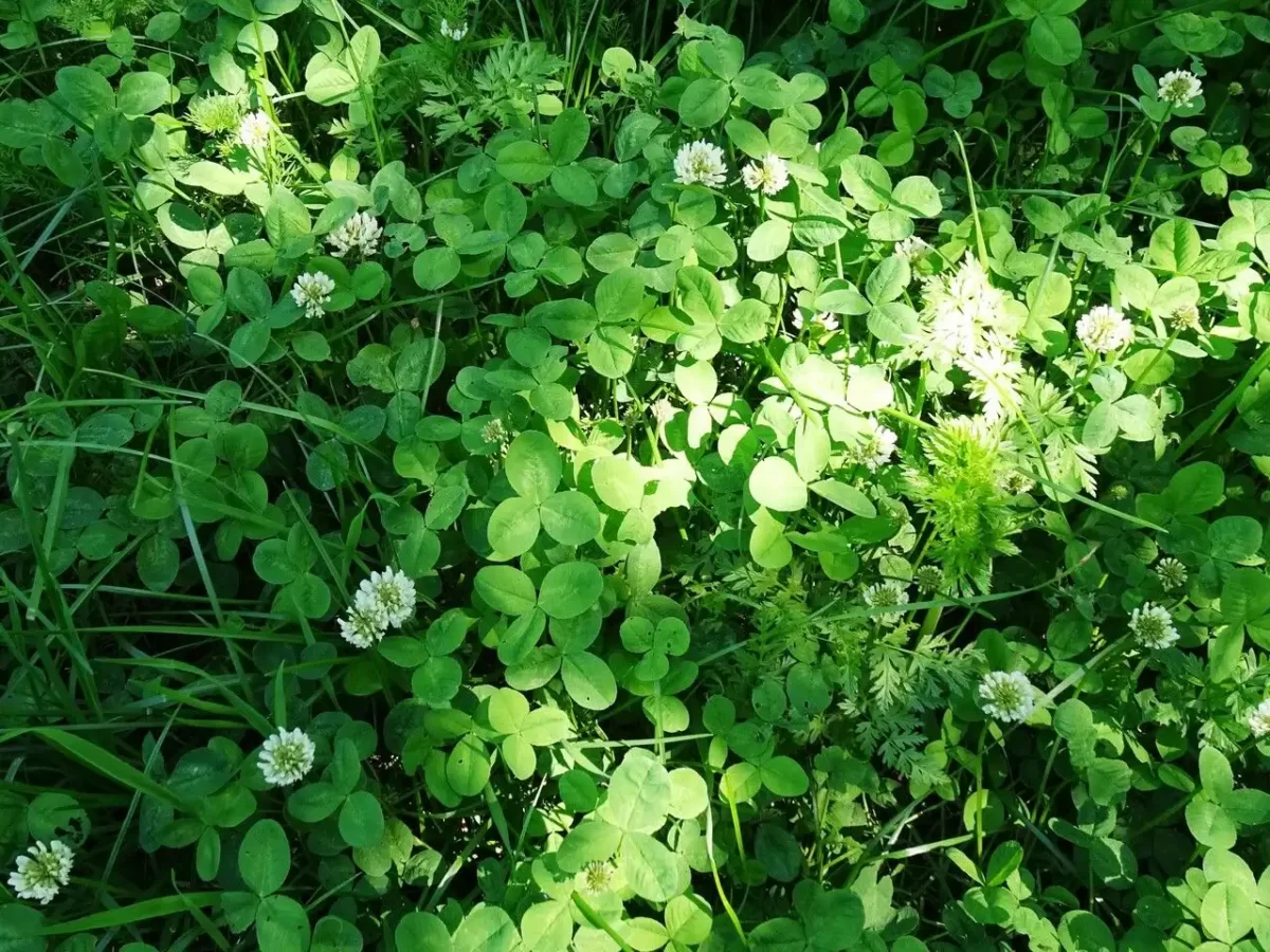 Dutch clover trifolium repens