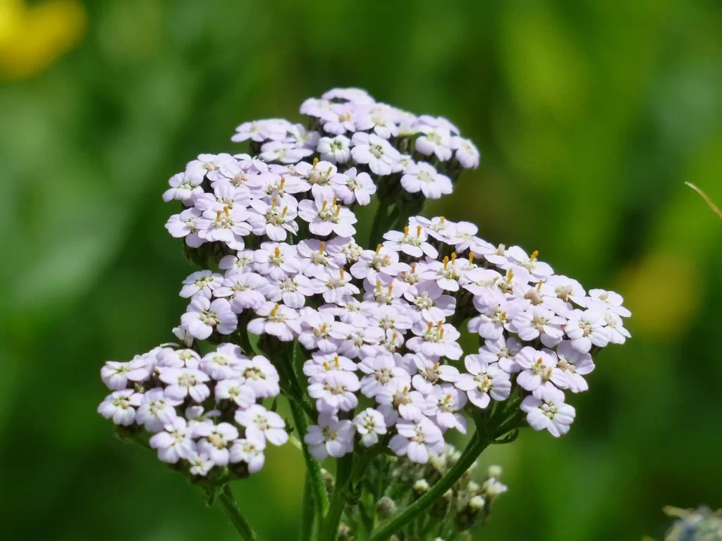 Milfoil flowers