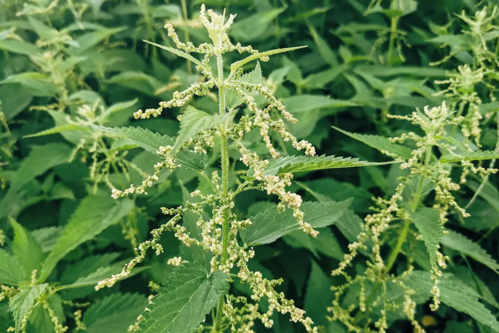 Common nettle
