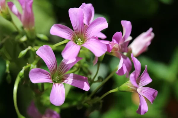 What Plants Use Nitrogen