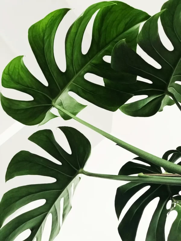 Why Monstera doesn't have holes