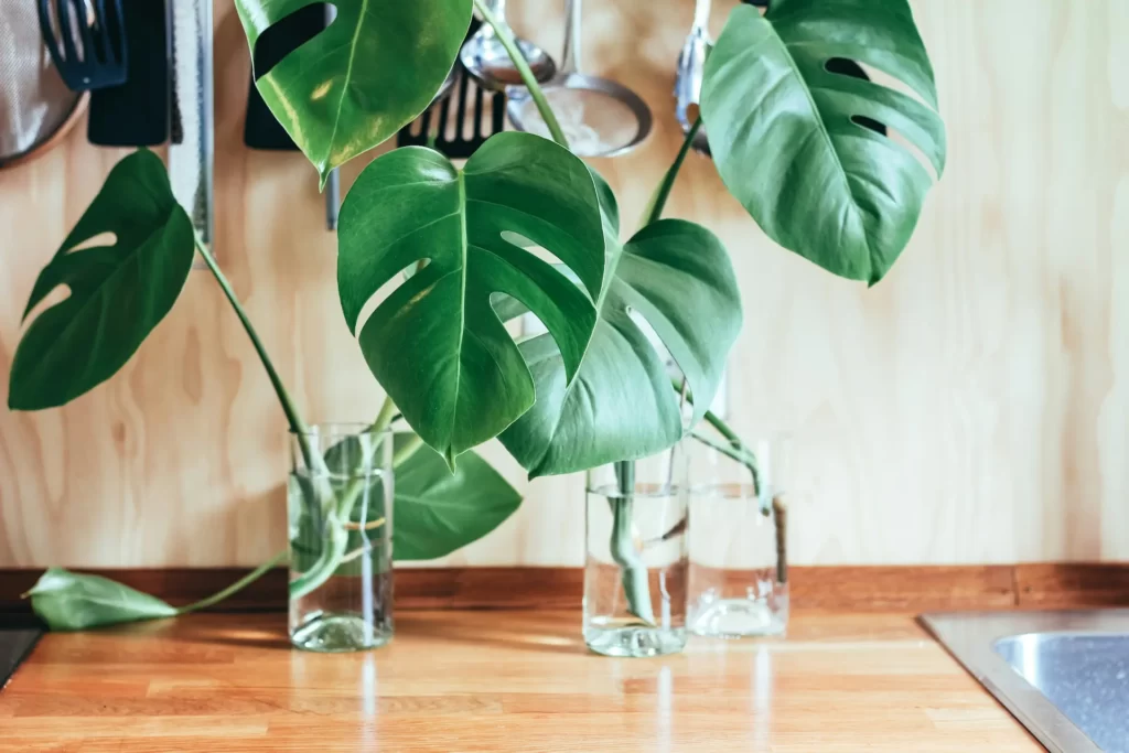 Monstera propagated in water