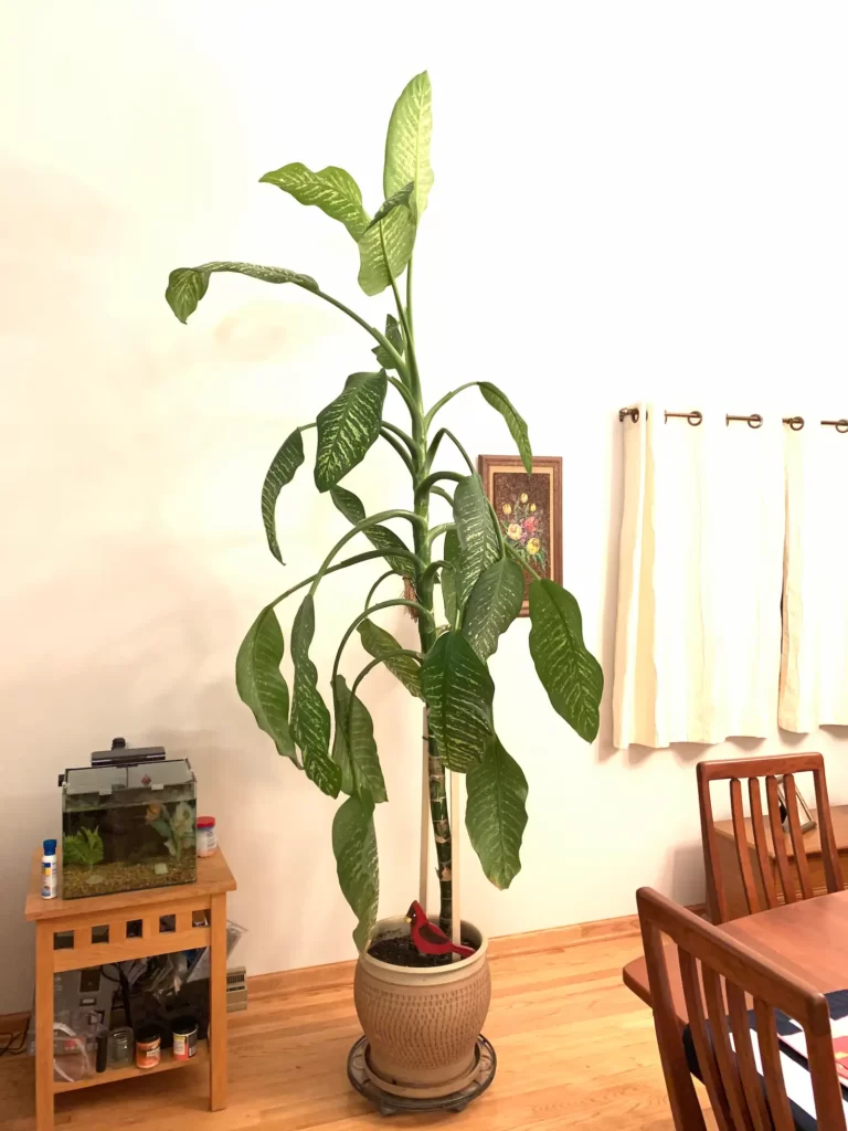47 year old(acquired in 1973) Dieffenbachia in a pot, standing in the saloon, next to dining table. It has been cut down/shortened and replanted many times over the years. It currently stands at 9’8”