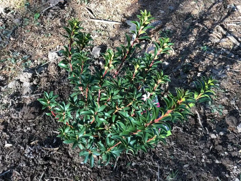 A recently planted Tinkerbell Mountain Laurel along Aquetong Lane in the Mountainview section of Ewing Township Mercer County New Jersey