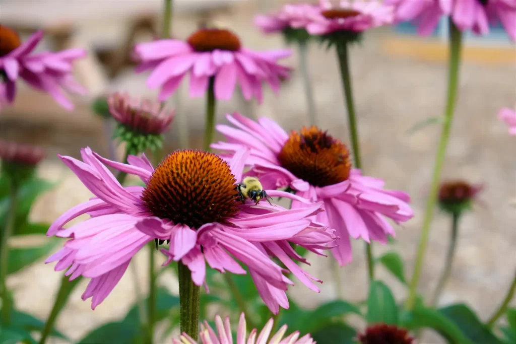 Flowers that like full sun. A Guide to Cultivating Vibrant Gardens 5 Coneflowers