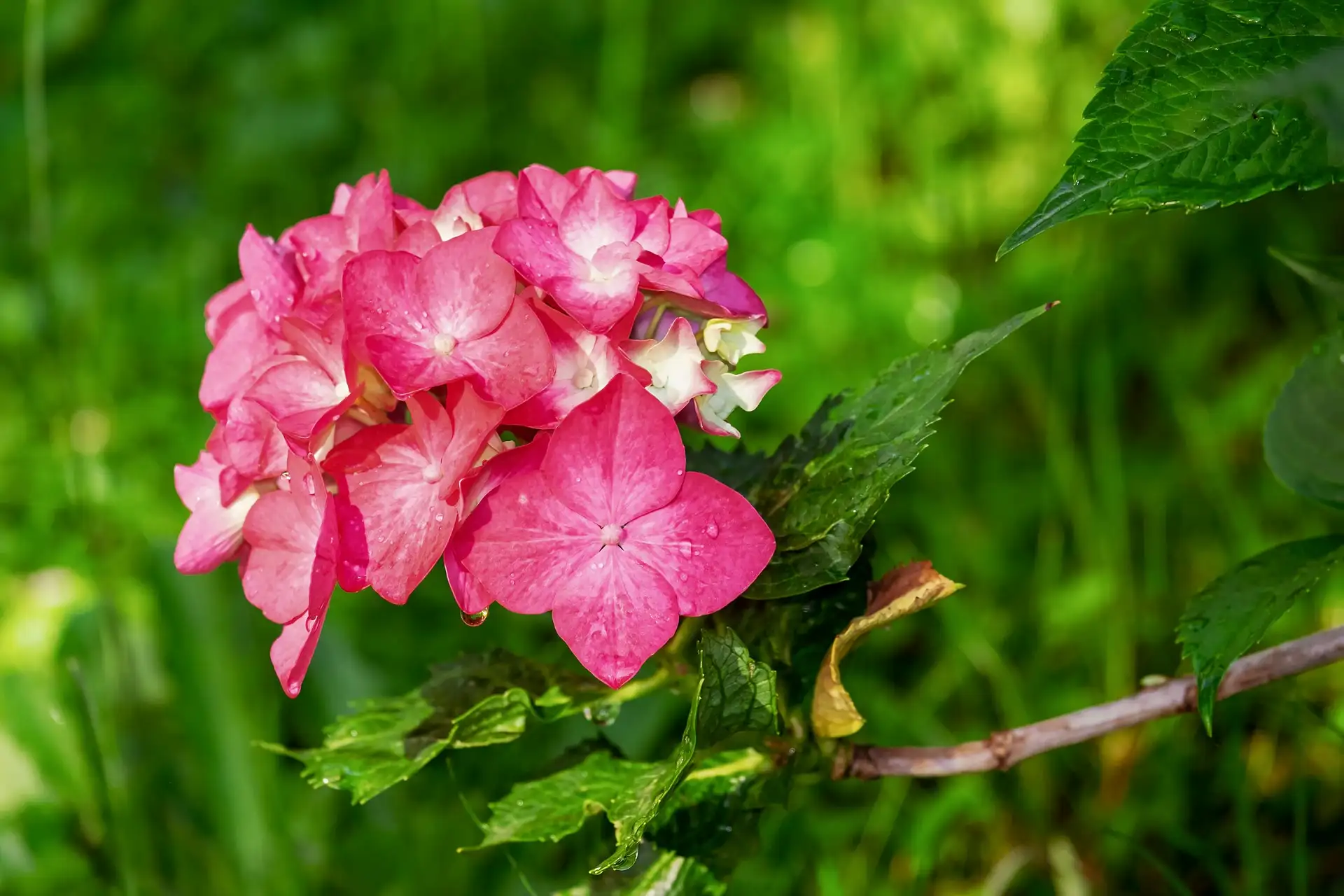 How Does Wood Ash Affect Hydrangea Health? ️