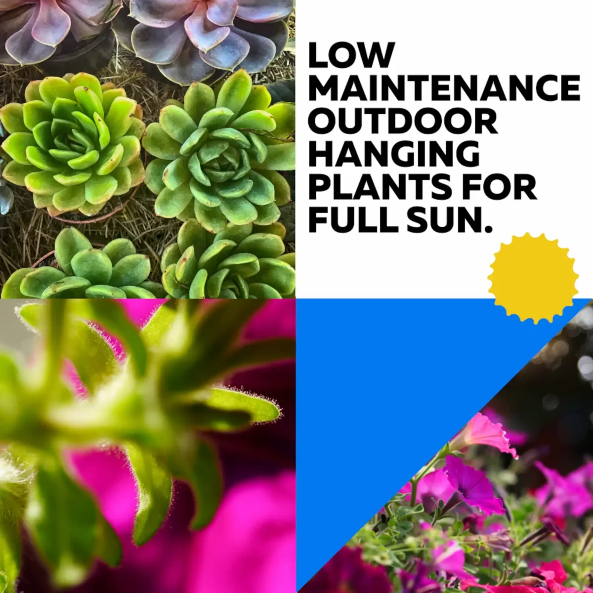 Low Maintenance Outdoor Hanging Plants for Full Sun.