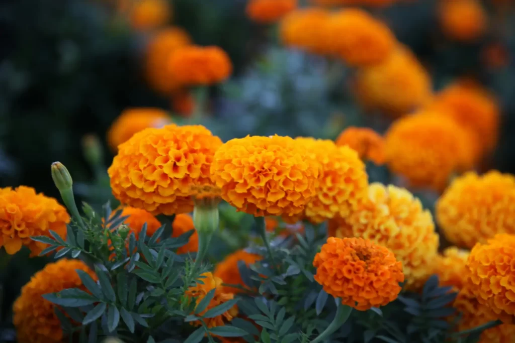Flowers that like full sun. A Guide to Cultivating Vibrant Gardens 2 Marigolds in Sun