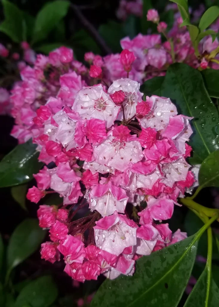 Mountain Laurel Pink Flower after Planting in the Previous Season. Flowers and green leaves have rain drops on them.