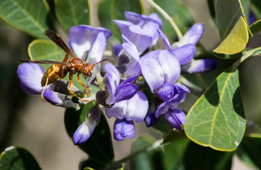 Paper Wasp on Texas Mountain Laurel with Beautiful Violet Flowers