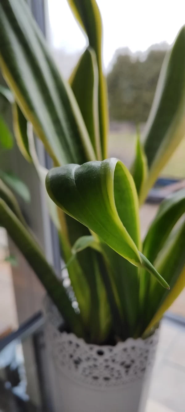 My Snake Plant Next To A Window