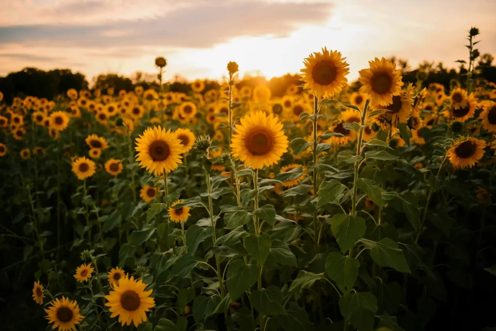 Flowers that like full sun. A Guide to Cultivating Vibrant Gardens 3 Sunflowers