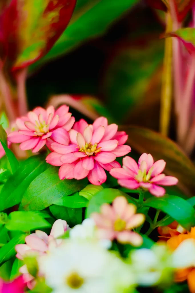 Flowers that like full sun. A Guide to Cultivating Vibrant Gardens 6 Zinnias