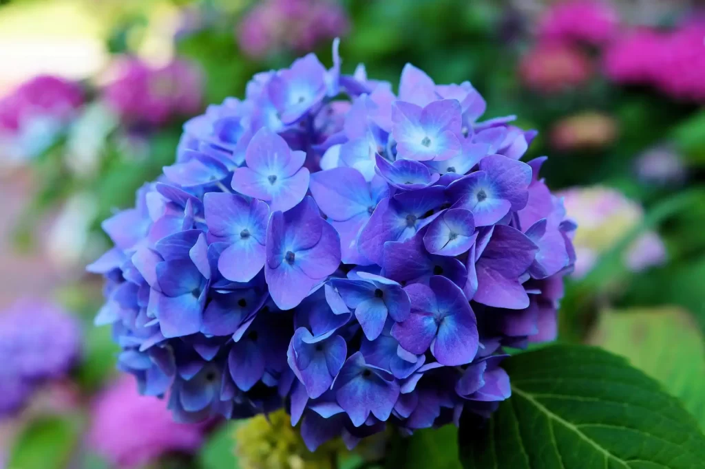 Blue Hydrangea Flower