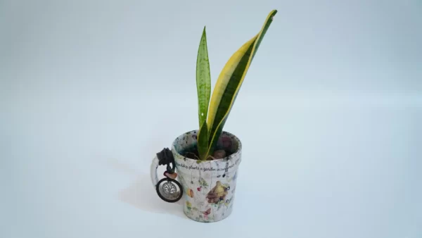 can a snake plant be outside