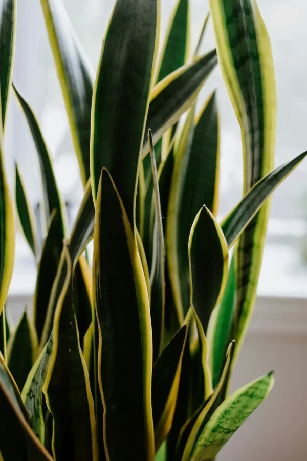 can snake plants grow in water