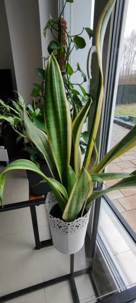 This Snake Plant grows in a pot that is too small. It is ready to be replanted
