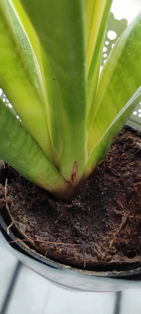 My Snake Plant Soil