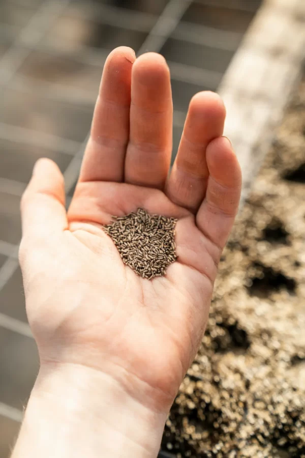What to Sow in February