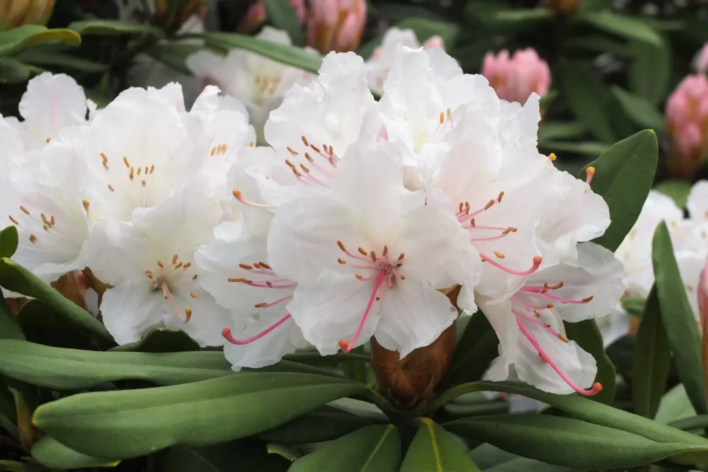 Rhododedndron white flowers