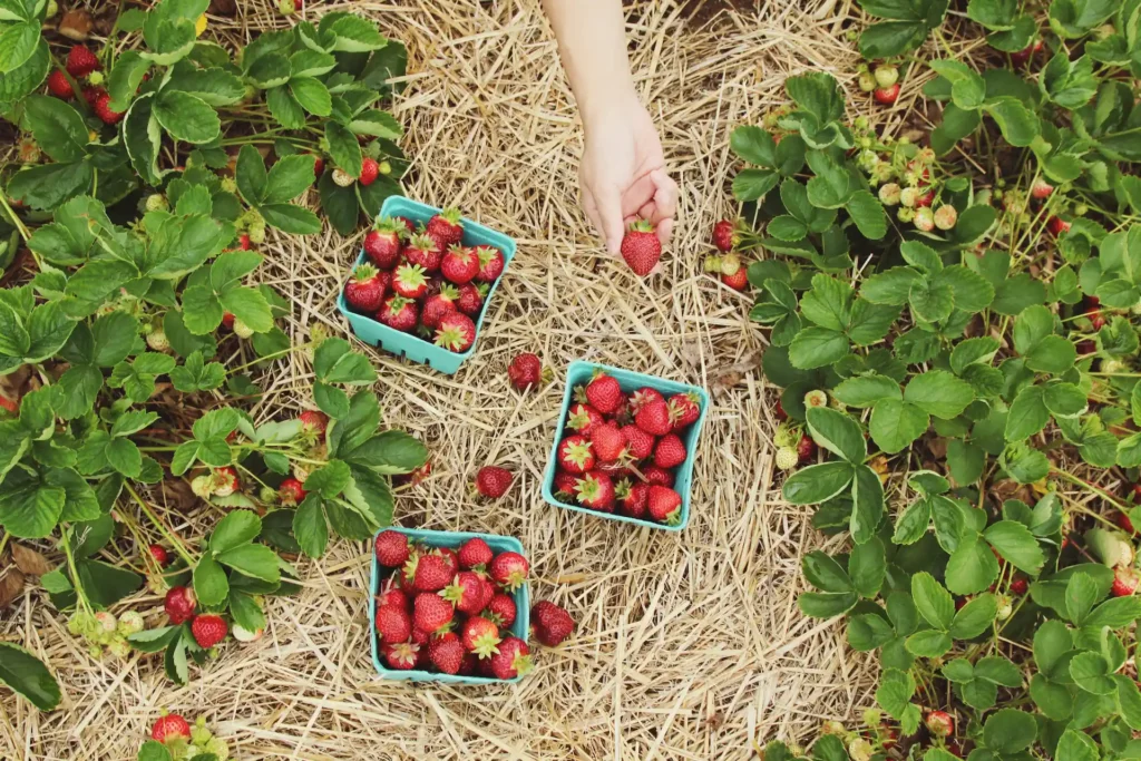 Abundant harvests of strawberries in the garden are only possible if they are not attacked by diseases and pests. Remember about spring spraying!