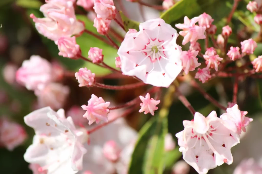 Kalmia Latifolia Planted in Spring has White Flowers