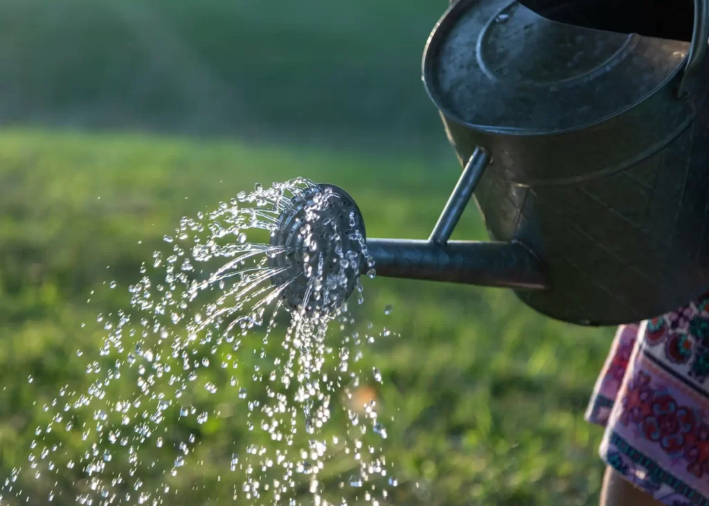 The Secret to Happy Laurels: "Deep and Infrequent" for Flourishing Flowers is a watering can with the correct type of water in it