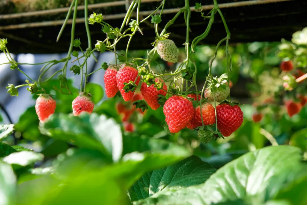 Weeded strawberries bloom profusely
