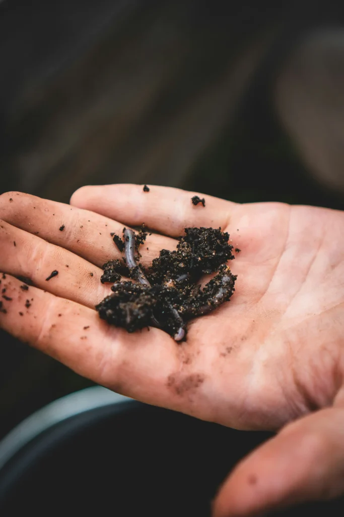 Worm Castings 1