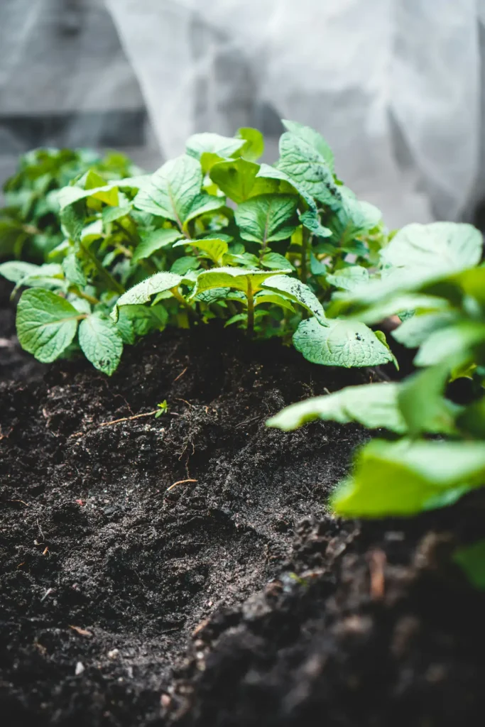 Plants Growing In THe Right SOil