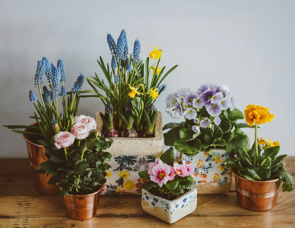How to Choose the Right Pot for Your Indoor Plants 1 Plants In Different Pots