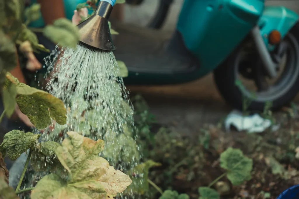 Wrong Way Of Watering—Never Water Garden Plants By Pouring Water Directly Onto The Leaves
