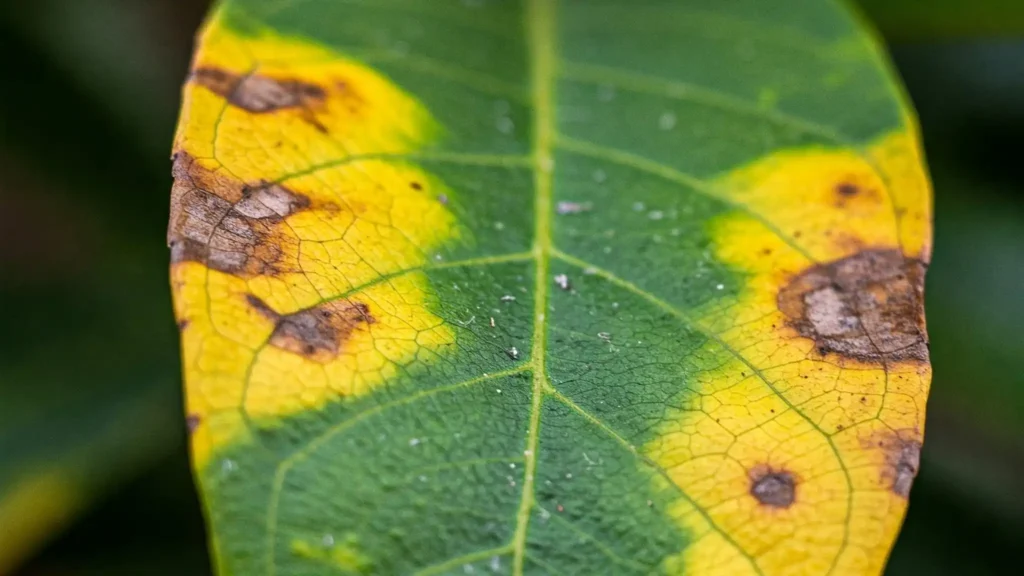 Yellowing leaves on a plant, a symptom of common plant diseases like nutrient deficiencies, overwatering, or pests.