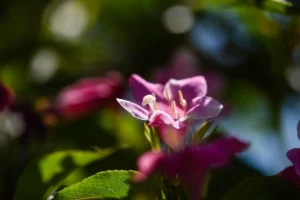 Overwatering Weigela: The Dangers, Root Rot, Yellow Leaves, and How to Rescue Your Shrub!