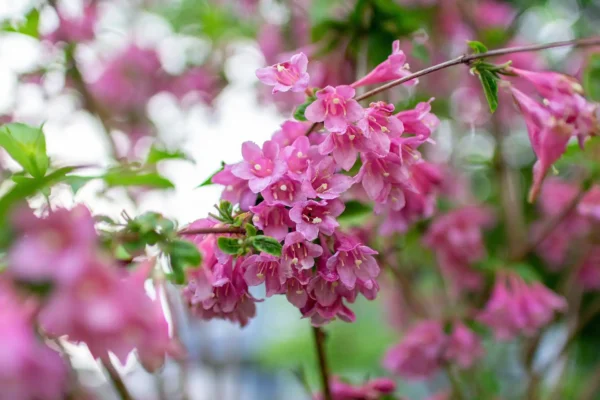 Detailed photograph of a Weigela shrub, possibly Weigela florida or Weigela praecox, showcasing its unusual growth habit with branches extending horizontally instead of upwards. The image highlights the vibrant pink flowers blooming along the flat branches, set against a soft-focus natural background, emphasizing the unique growth pattern