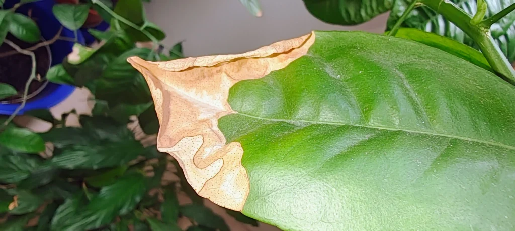 The Best Way to Use Hygrometers to Measure Humidity Levels for Healthy Houseplants. Stop making guesses and start growing! 1 A houseplant leaf displaying crispy, brown tips and edges, a common symptom of insufficient humidity.