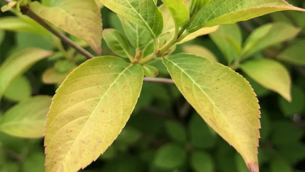 Weigela showing nitrogen deficiency with pale green and yellow older leaves, indicating a common nutrient issue.