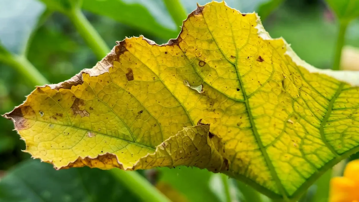 A detailed close-up photograph showcases a large zucchini leaf suffering from chlorosis. The majority of the leaf surface has turned a striking yellow, while the intricate network of veins retains some of its green color, creating a distinct contrast. The leaf's edges are visibly distressed, appearing dry, brown, curled, and slightly tattered, indicating potential nutrient deficiency, disease, or environmental stress. The background consists of softly blurred green foliage and a hint of an out-of-focus yellow flower, suggesting the leaf is still attached to the plant in a garden setting.