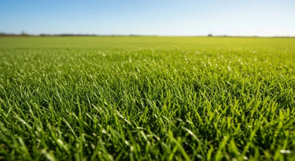 A vibrant, uniformly green, newly established lawn, showcasing the successful and rapid growth from seed.