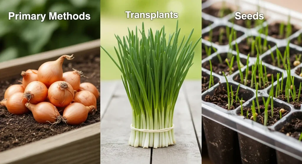 Visual guide showing onion sets, young transplants, and sprouted seeds, illustrating three ways to start onions.