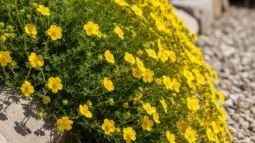A vibrant, close-up shot of a Potentilla 'Gold Drop' shrub in full bloom, showcasing its bright yellow, buttercup-like flowers and fine, fern-like foliage. The plant should be spilling gracefully over the edge of a raised garden bed or a gentle slope, highlighting its use as a groundcover. The sun should be brightly illuminating the scene, emphasizing its preference for full sun conditions.