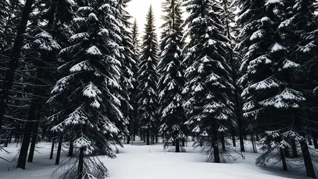 A powerful, high-contrast photograph of a dense, dark coniferous forest in a northern, snow-covered landscape. The scene emphasizes the stark visual contrast between the dark tree canopies and the bright white snow on the ground. This image visually explains the albedo effect, where the dark trees absorb solar radiation and heat, potentially making the local area warmer, a surprising negative outcome of tree planting in certain temperate regions.
